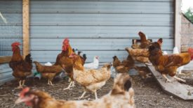 Image of chickens on a poultry farm