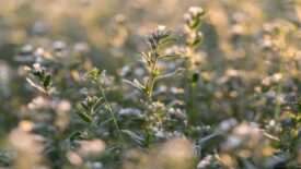 Ahiflowers in a field