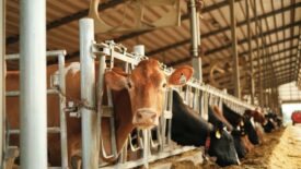 Cattle in a farm, with a cow looking into the camera