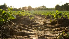 Close-up of crops in a field