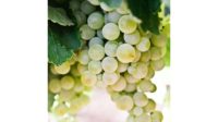 White Wine Grapes