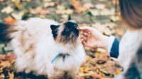 Someone giving a cat a treat