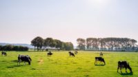 cows in a pasture