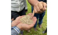 Farmer holds cover crop seed mix