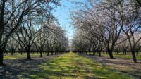 Almond trees