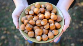 Hazelnuts