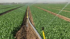 Irrigated crop