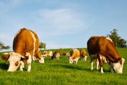 ireland cows