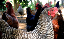 USDA: Bird flu vaccine still not good enough for outbreak