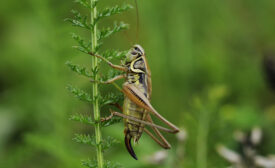 While sustainable, insect proteins as a food source face hurdles