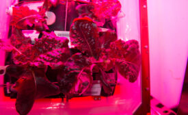 NASA astronauts taste lettuce grown in space