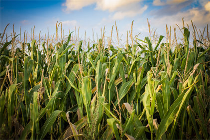 USDA predicts largest ever corn crop and third largest ever soybean ...