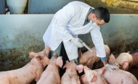 antibiotic use in food animals