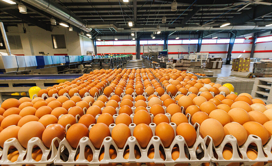 Vital Farms’ Egg Central Station Expansion Earns LEED Gold