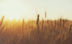 Wheat field at sunset