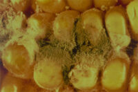 Food safety regulations miss masked mycotoxins