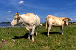 Steers on grazing land