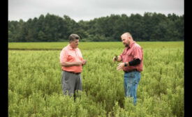 PureCircle stevia crop