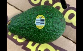 Henry Avocado recall