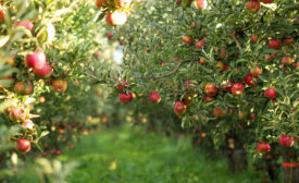 Apple orchard