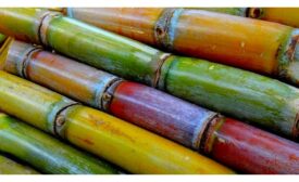 sugarcane